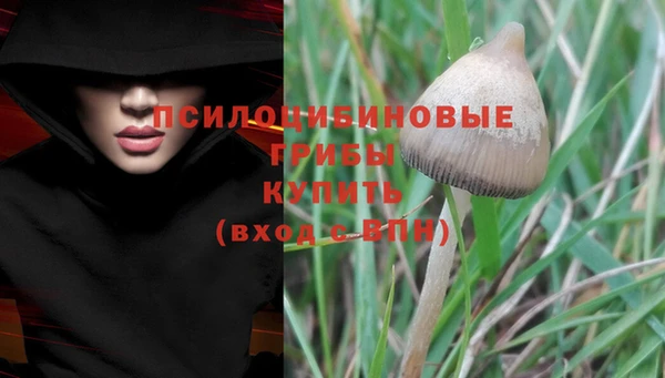 apvp Алзамай